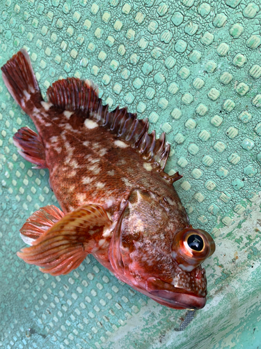 カサゴの釣果