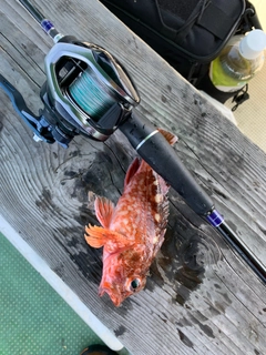 カサゴの釣果