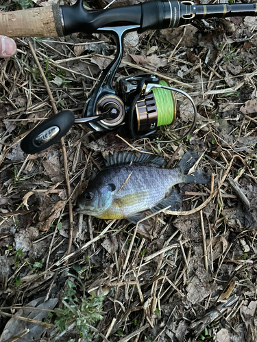 ブルーギルの釣果