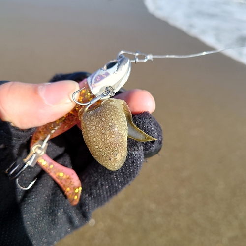 シタビラメの釣果