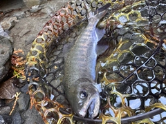 アマゴの釣果