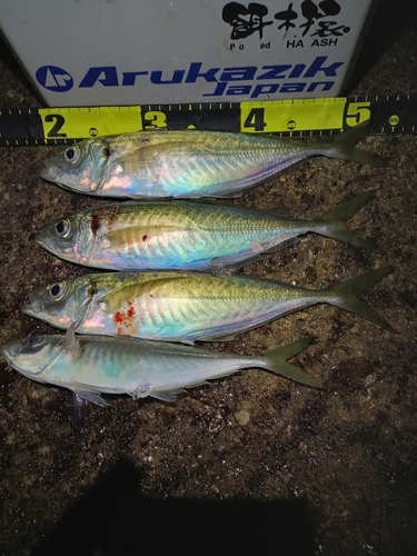 アジの釣果