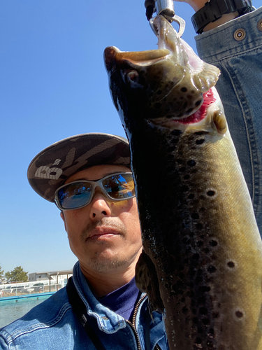 ブラウントラウトの釣果