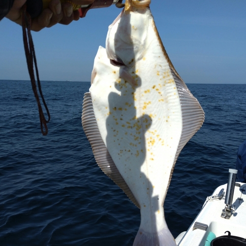 イシガレイの釣果