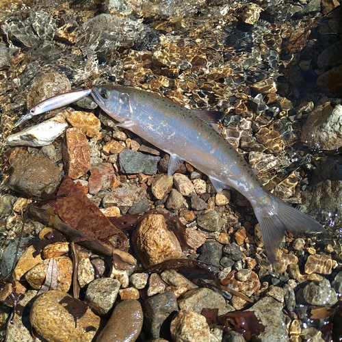 アマゴの釣果