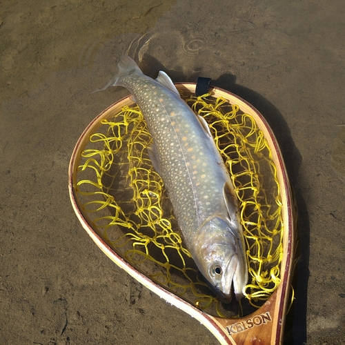 イワナの釣果