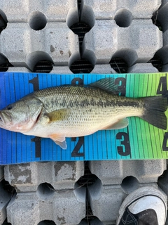 ブラックバスの釣果