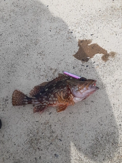 アラカブの釣果