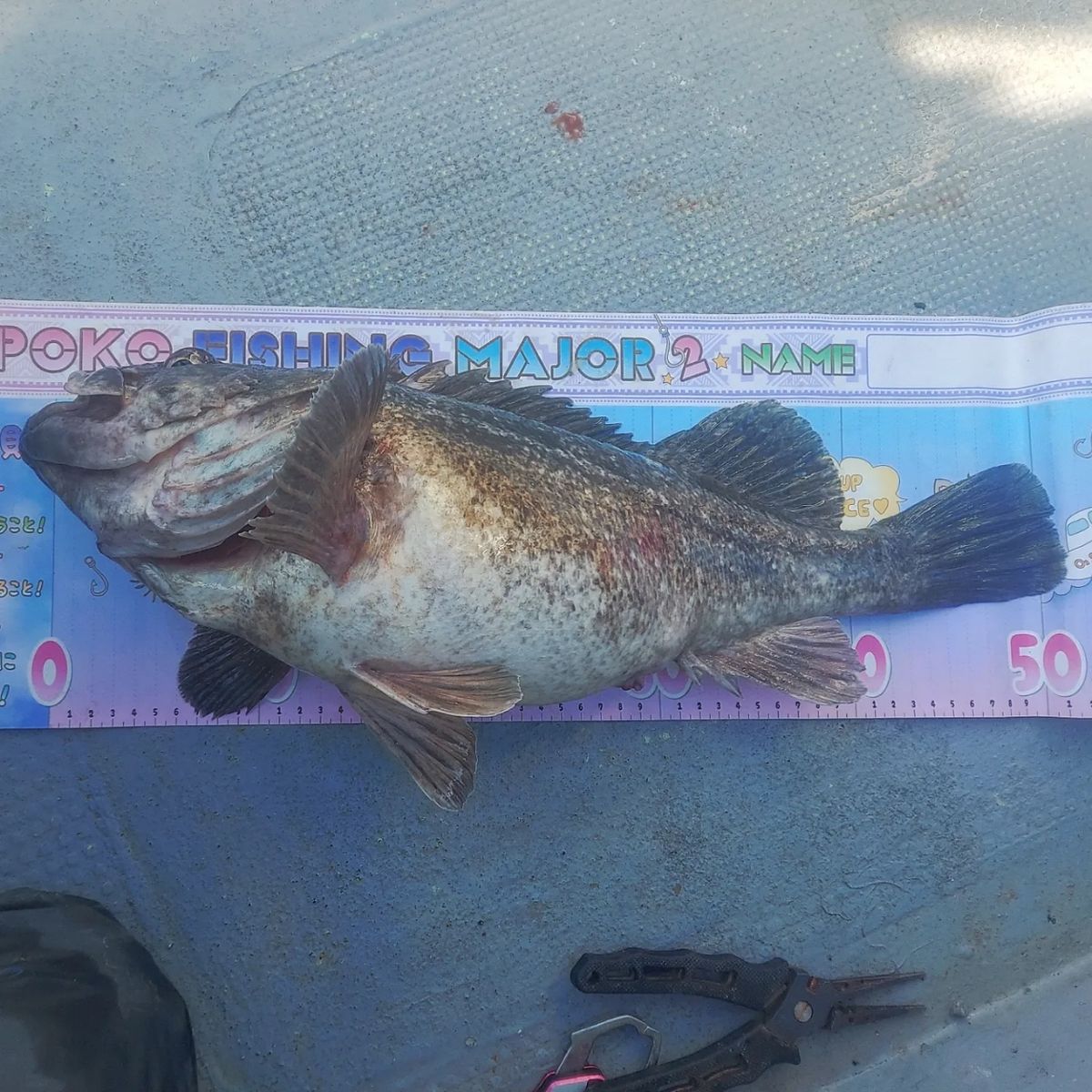 つりさゆさんの釣果 2枚目の画像