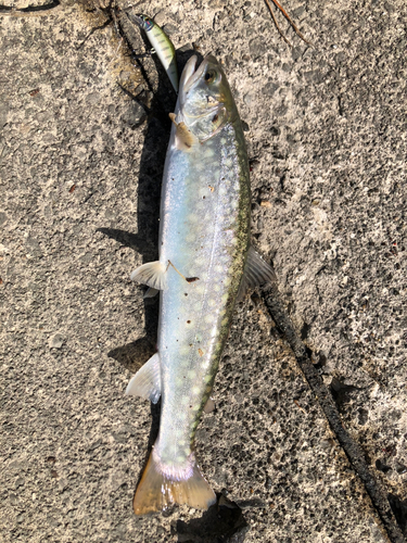 アメマスの釣果