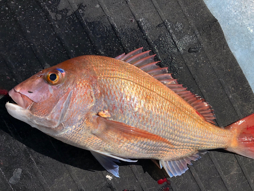 マダイの釣果