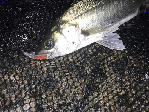 セイゴ（マルスズキ）の釣果