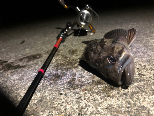 クロソイの釣果