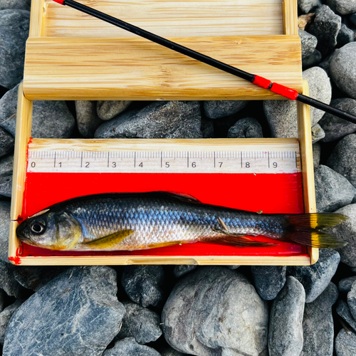 カワムツの釣果