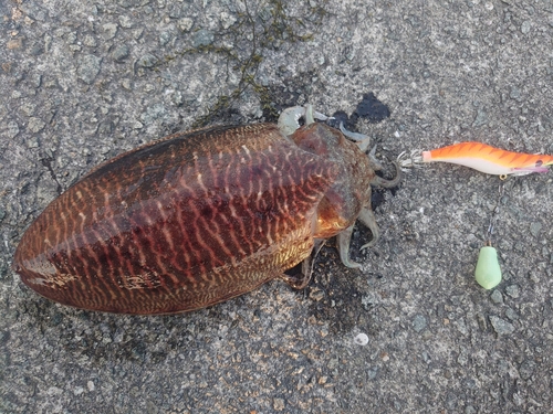 コウイカの釣果