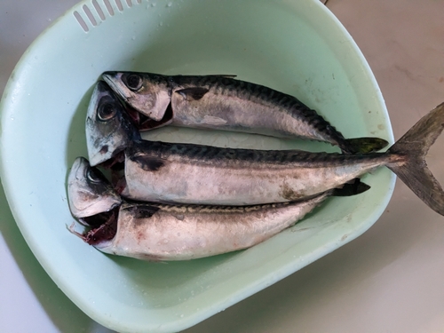 マサバの釣果