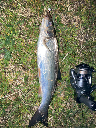 マルタウグイの釣果