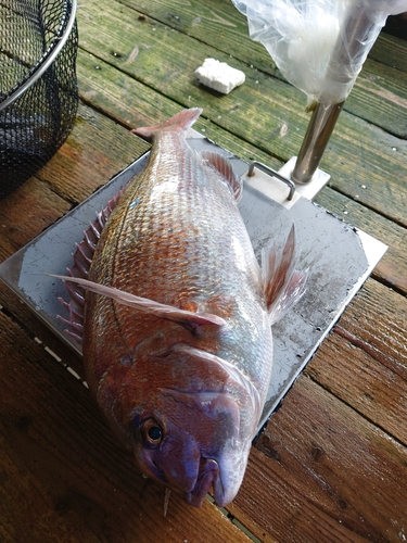 タイの釣果