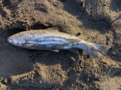 アメマスの釣果