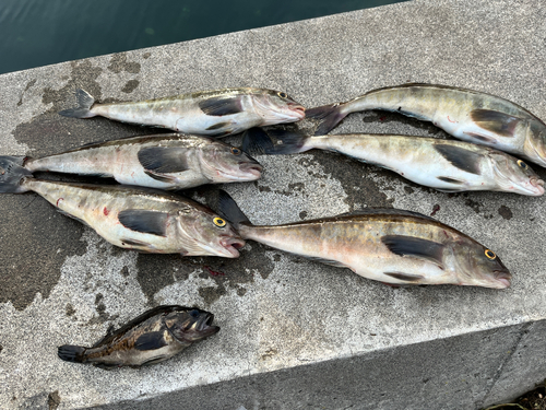 ホッケの釣果