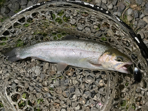 ニジマスの釣果