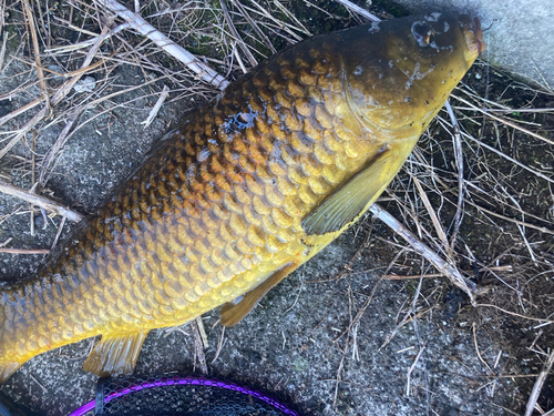 コイの釣果