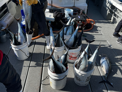 ビンチョウマグロの釣果