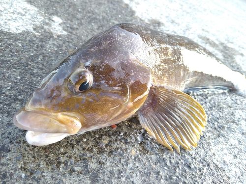 アイナメの釣果