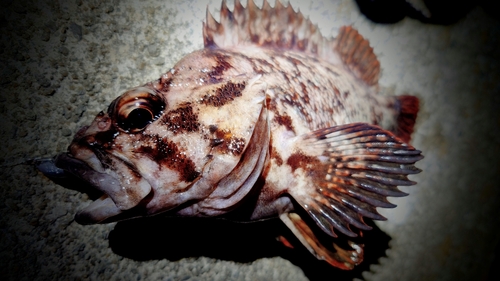 ムラソイの釣果