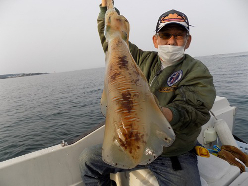 アオリイカの釣果