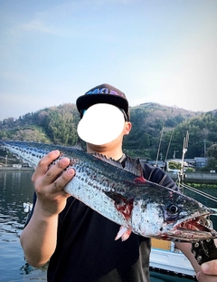 サゴシの釣果