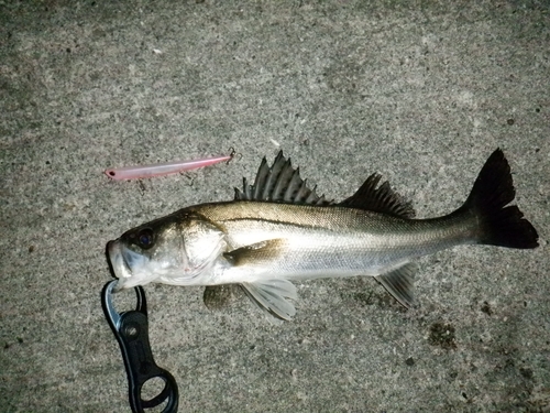 スズキの釣果