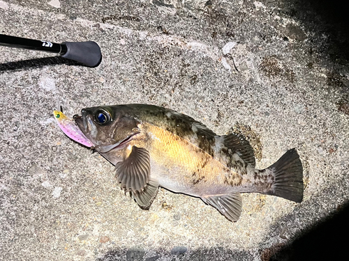 メバルの釣果