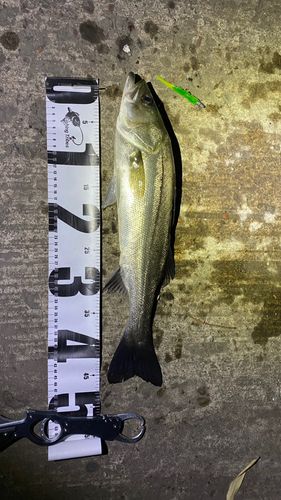 シーバスの釣果