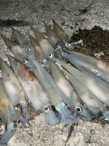 ヤリイカの釣果