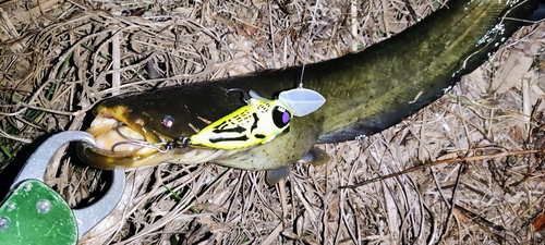 マナマズの釣果