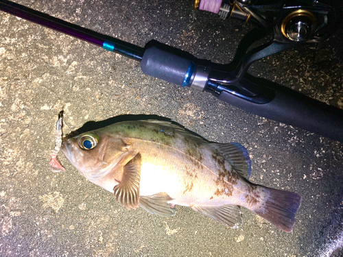 メバルの釣果