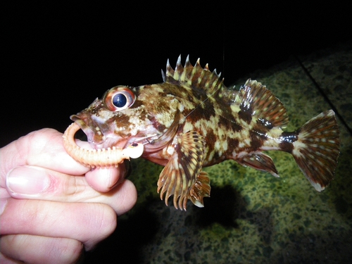 カサゴの釣果