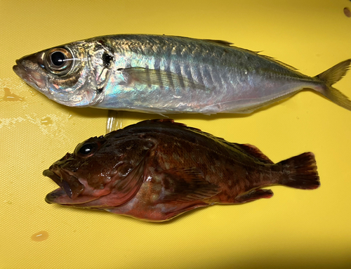 アジの釣果