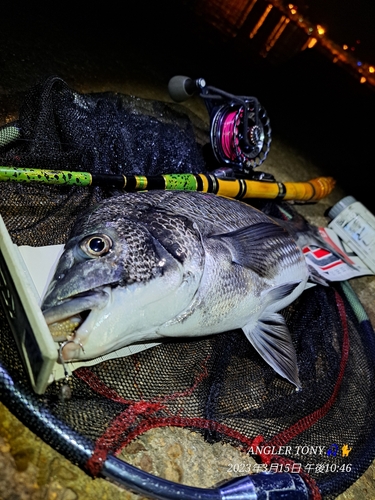 チヌの釣果