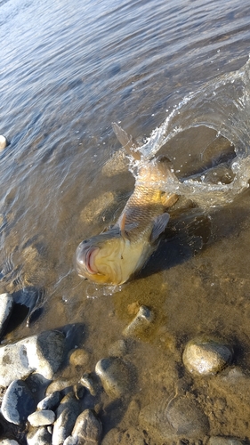 コイの釣果