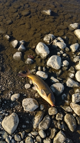 コイの釣果