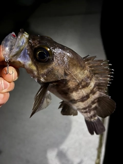 メバルの釣果