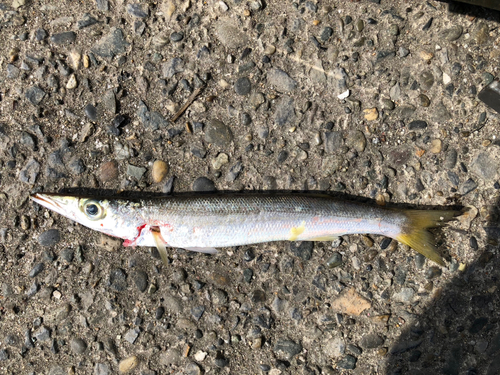 カマスの釣果