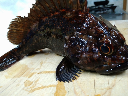 オウゴンムラソイの釣果