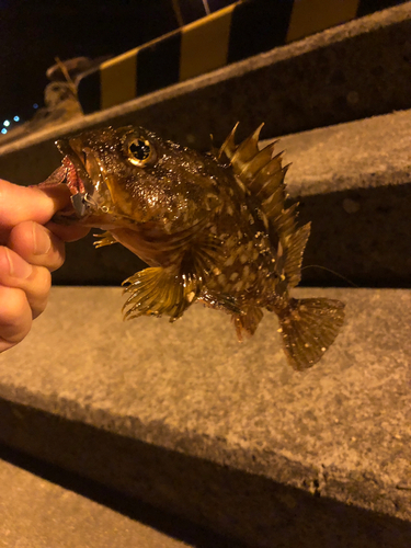 カサゴの釣果