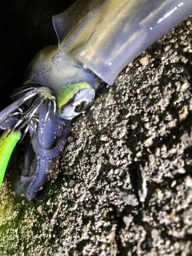 ヤリイカの釣果