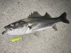 シーバスの釣果