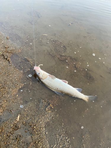 ニゴイの釣果