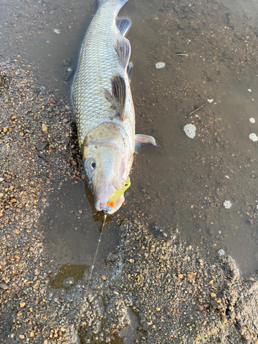 ニゴイの釣果